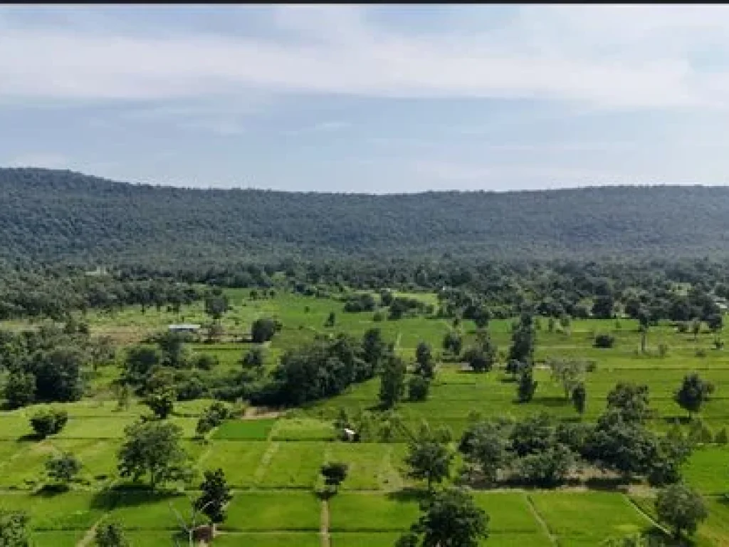 ขายที่โคกหนองนา หนองบัวลำภู พื้นที่สี่สิบไร่