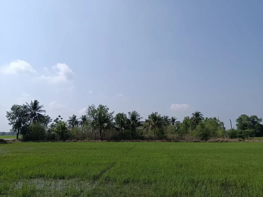 ขายที่ดินถมแล้ว ตหนองขนาก อท่าเรือ จพระนครศรีอยุธยา