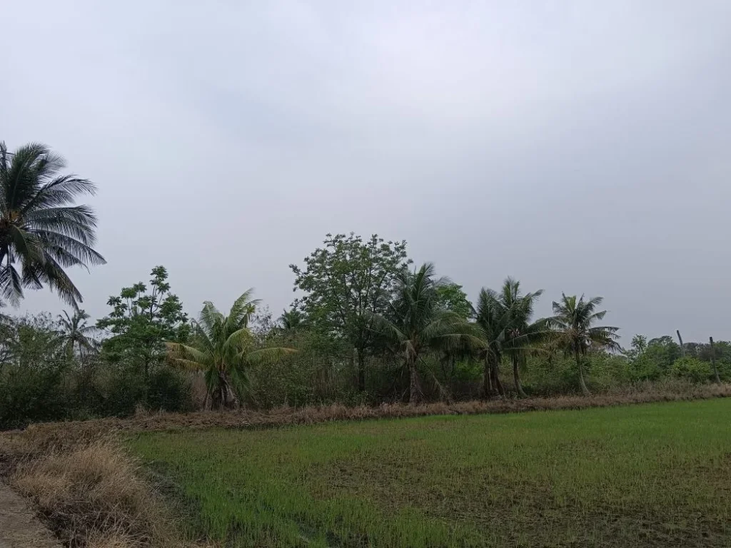 ขายที่ดินถมแล้ว ตหนองขนาก อท่าเรือ จพระนครศรีอยุธยา