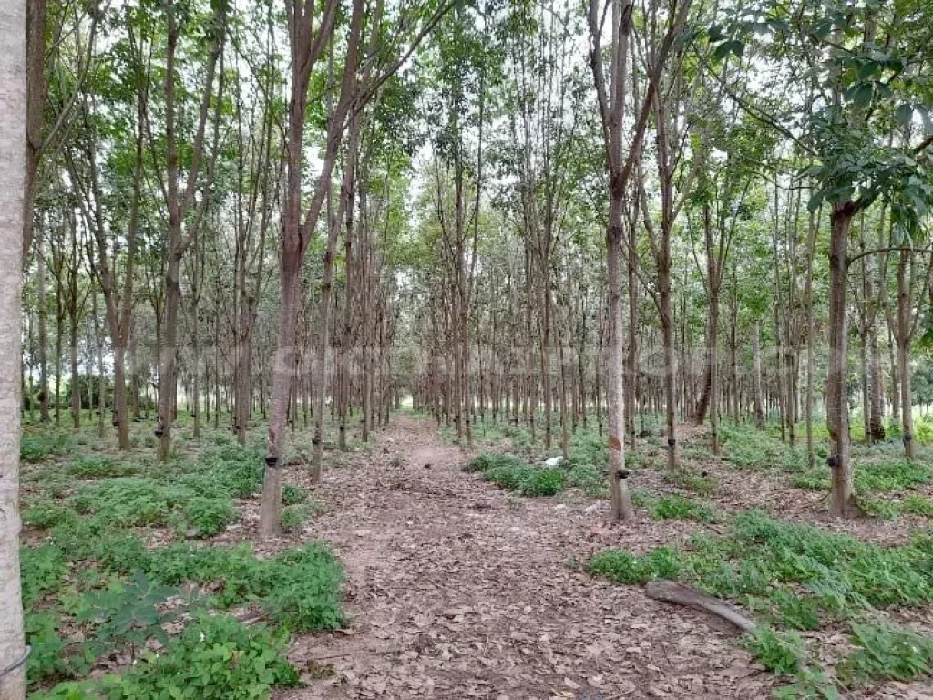 ที่ดินพร้อมสวนยางติดถนน ถเพชรเกษม ตห้วยทราย