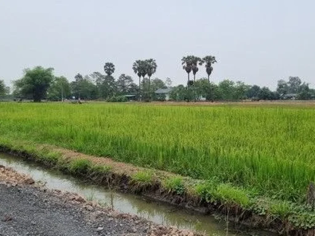 ที่ดินทำเลดี คลอง4คลองหลวง ทะลุคลอง 3 ได้ มีตั้งแต่ 100 ตรว