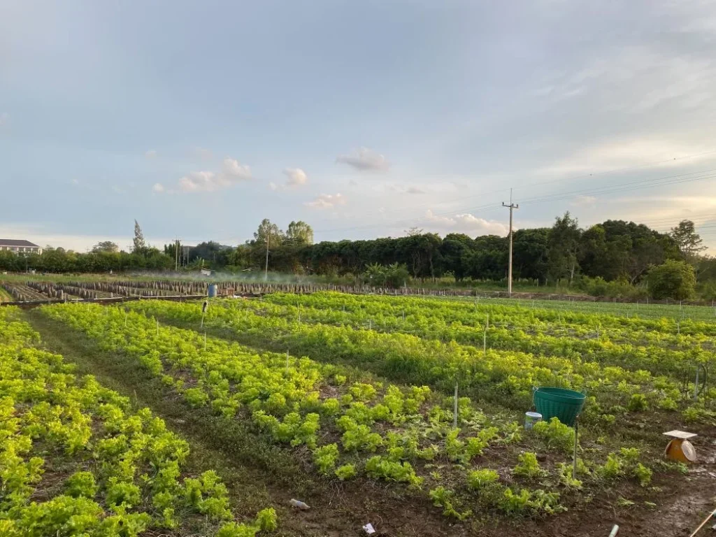 ขายที่ดินริมน้ำ หลังTayama Farm Khaoyai วิวลำธารเขา