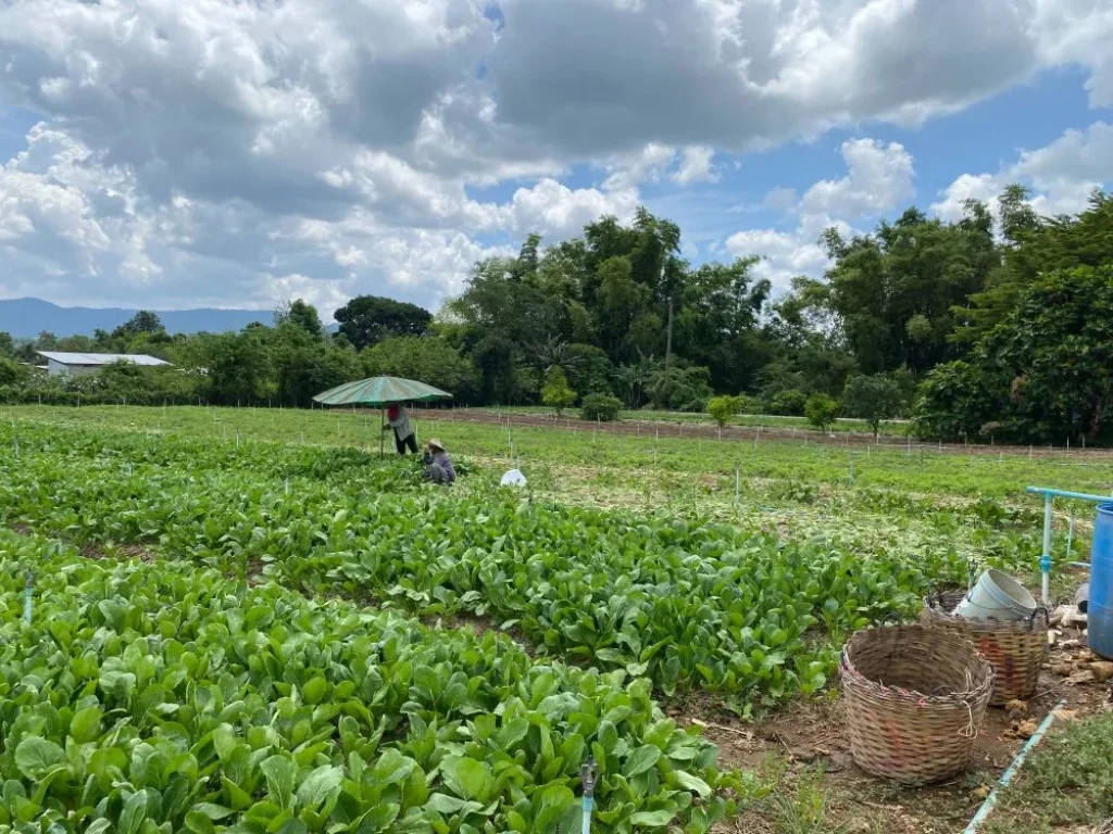 ขายที่ดินริมน้ำ หลังTayama Farm Khaoyai วิวลำธารเขา