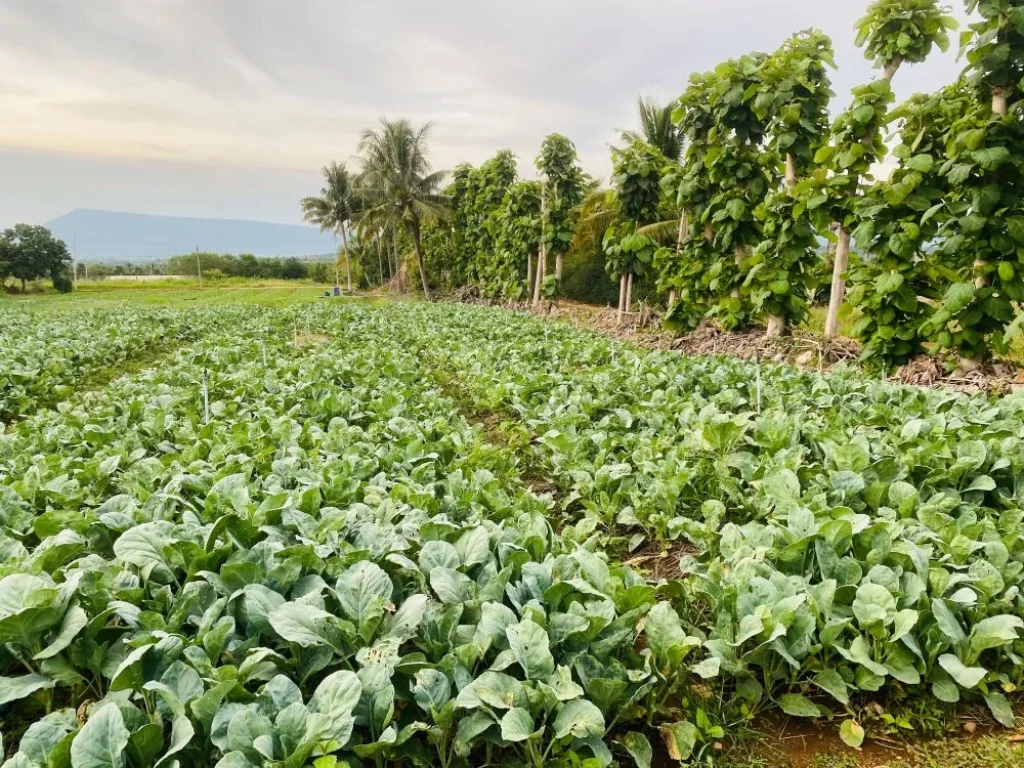 ขายที่ดินริมน้ำ หลังTayama Farm Khaoyai วิวลำธารเขา