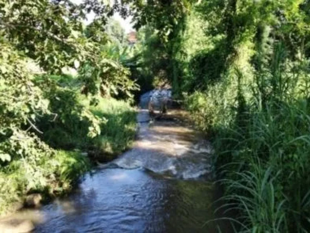 ขายที่ดินบ้านปงหางดงติดแม่น้ำท่าช้างวิว 180 องศาพร้อมโอน