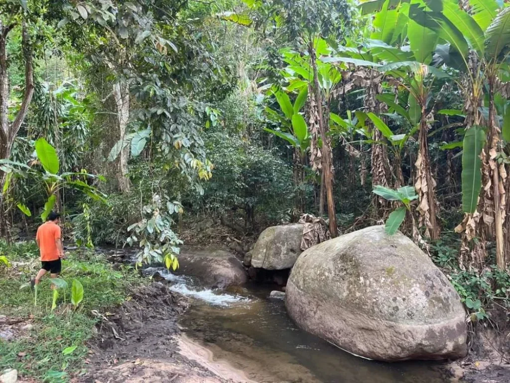 ขายที่ดินติดถนนติดลำธารน้ำบ้านเทพเสด็จดอยสะเก็ตโฉนด