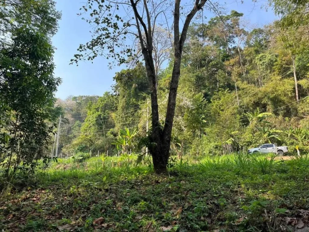 ขายที่ดินติดถนนติดลำธารน้ำบ้านเทพเสด็จดอยสะเก็ตโฉนด