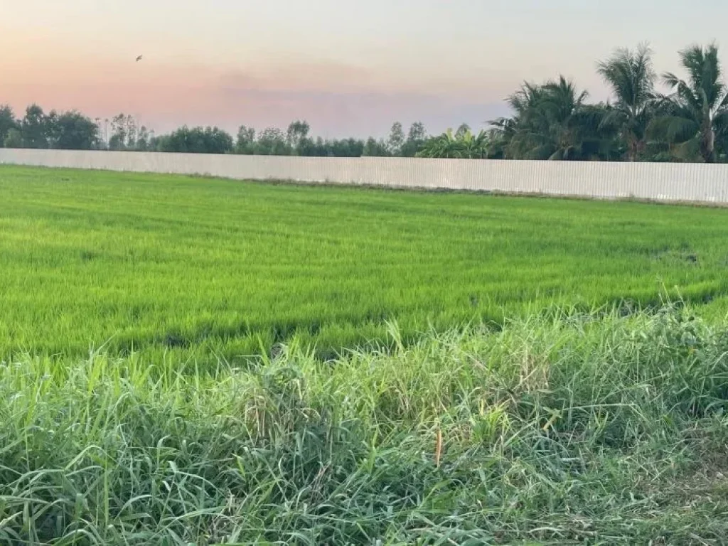 ขายที่ดิน ตดงพลับ 1 ไร่ เหมาะสำหรับทำบ้านพักอาศัย บ้านหมี่