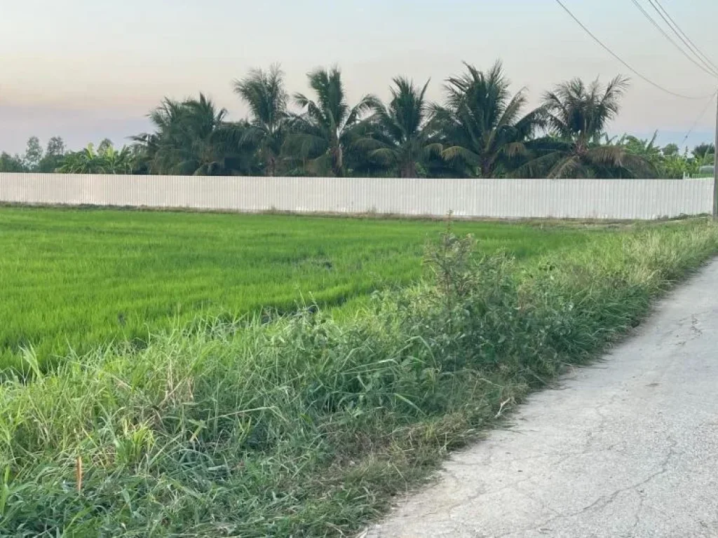 ขายที่ดิน ตดงพลับ 1 ไร่ เหมาะสำหรับทำบ้านพักอาศัย บ้านหมี่