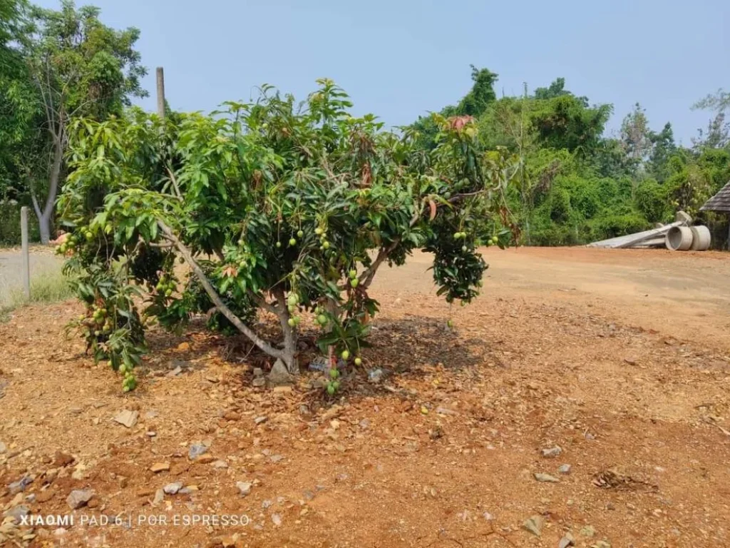 ขายที่ดินตำบลป่าป้องดอยสะเก็ตติดคลองถมดินเรียบร้อย