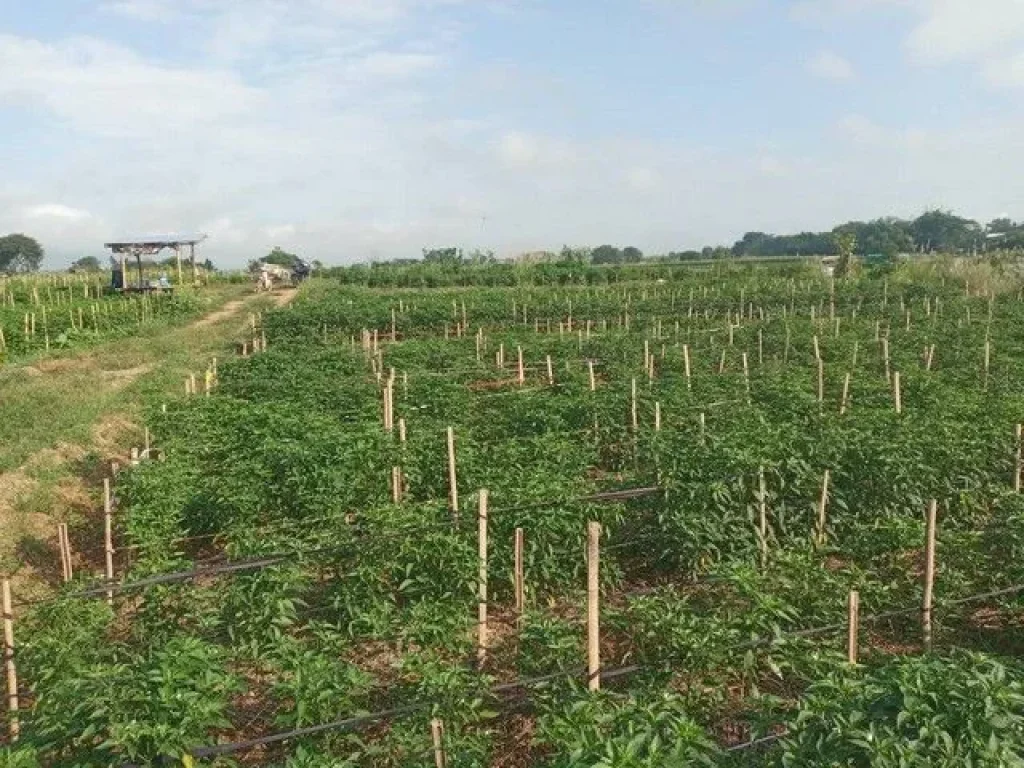 รวยทรัพย์ซื้อเก็บบ้านที่ดินเพื่ออนาคตร่ำรวย อท่าวังผา จน่าน