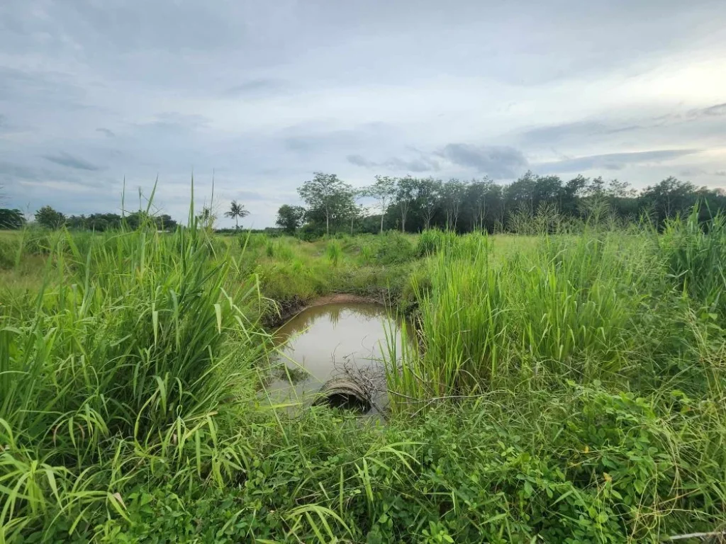 ขายที่ดินหนองเสือช้าง ท่าจาม 50 ไร่ ติดถนนสี่เลนเส้น3245