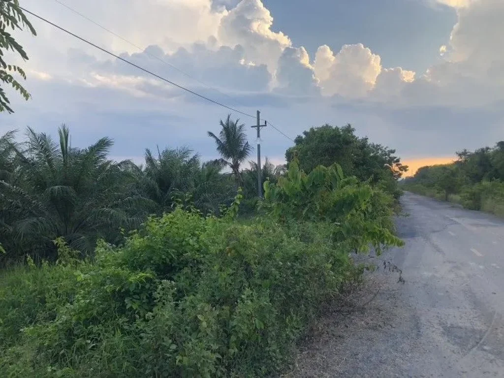 ขายที่ดินสวนปาล์ม ติดถนนสองด้าน อำเภอป่าพะยอม จังหวัดพัทลุง