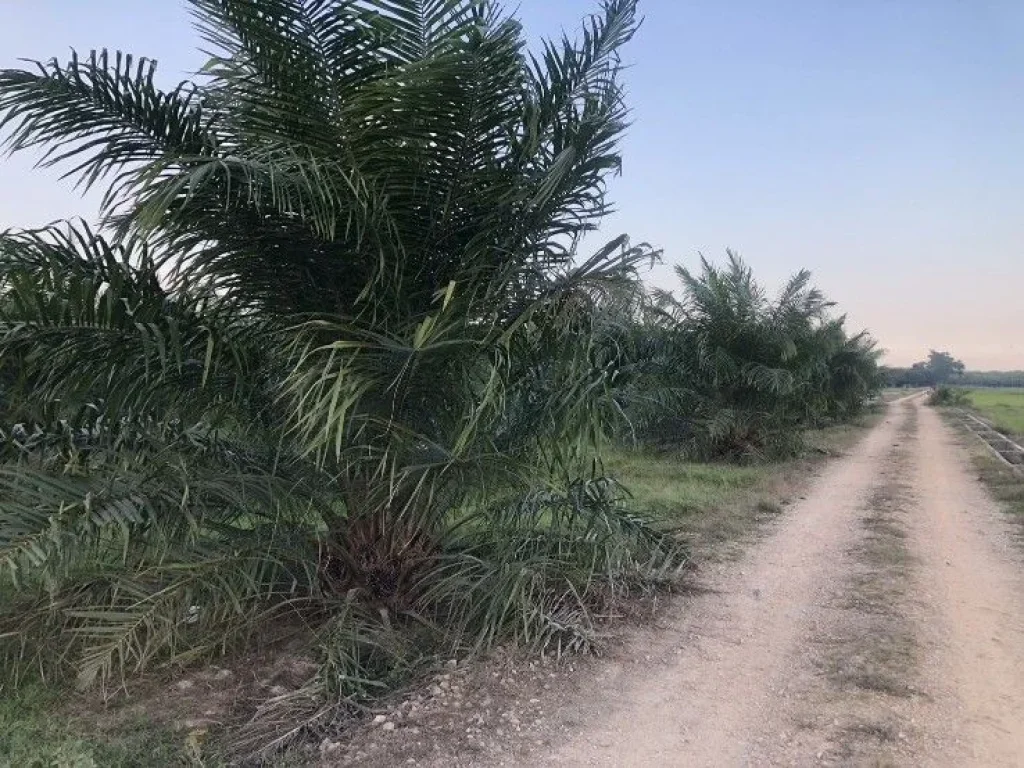 ขายที่ดินสวนปาล์ม ติดถนนสองด้าน อำเภอป่าพะยอม จังหวัดพัทลุง