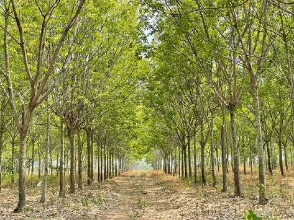 ขายที่ดินพร้อมสวนยาง ติดถนน ตชีบน อบ้านเขว้า จชัยภูมิ