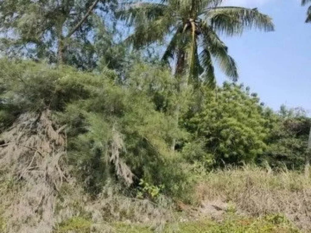 ขายที่ดินติดทะเล หาดส่วนตัวที่ตั้ง ซอยบางละมุง 16 ถนนสุขุมวิท