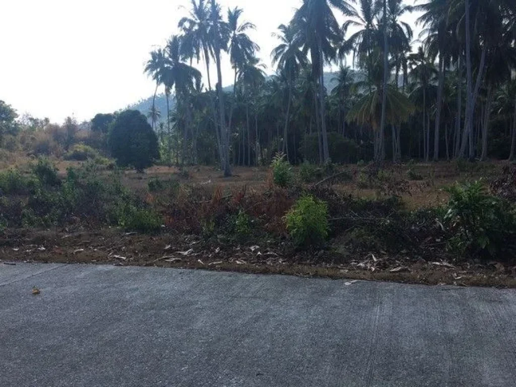 ขายที่ดินสวนมะพร้าวบนเนินเขา ใกล้หาดหน้าทอน เกาะสมุย