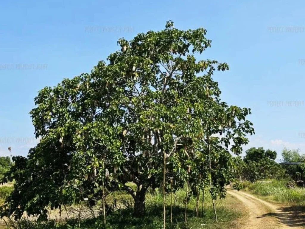 ที่ดิน 84 ไร่จันทบุรี อำเภอโป่งน้ำร้อน ทำเลดีเเปลงสวย