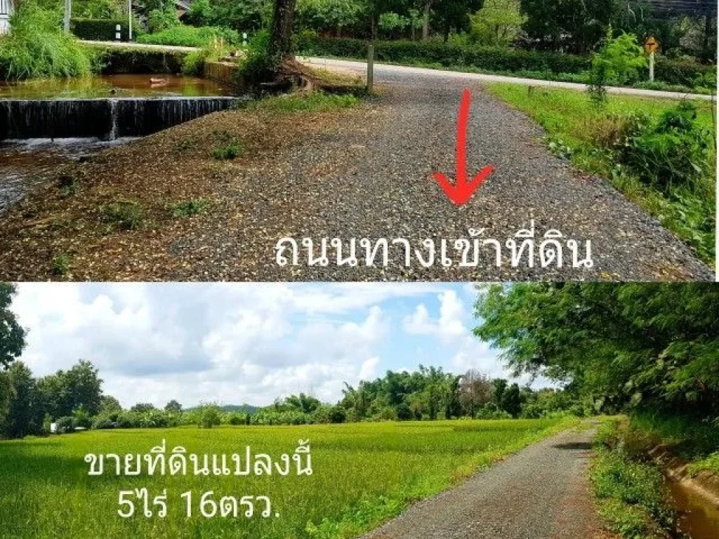 ขายที่นาสวนผสม ใกล้ อบตห้วยแก้ว 450 เมตร