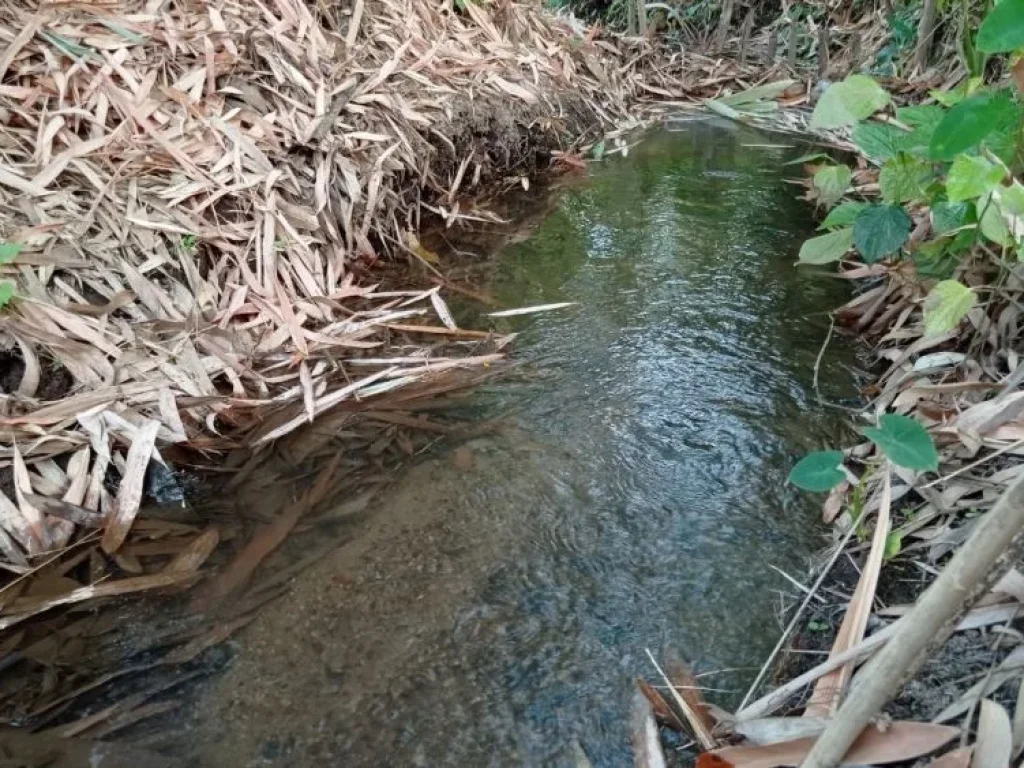 ขายที่ดินโฉนด อปาย จแม่ฮ่องสอน ติดลำห้วย วิวทุ่งนา ภูเขา