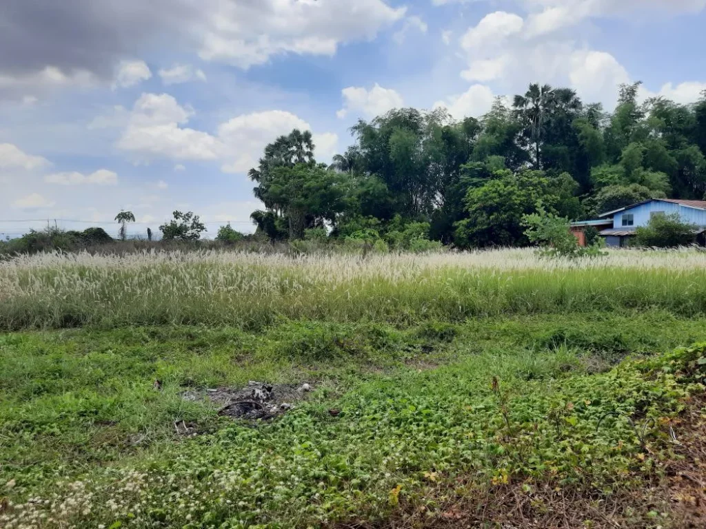 ขายที่ดินใกล้ริมน้ำน่าน อำเภอเมืองพิษณุโลก 3งาน68ตรว