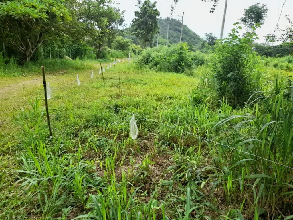 ที่ดินติดแม่น้ำ ด้านหน้าติดภนนใหญ่ ตแก่งกระจาน