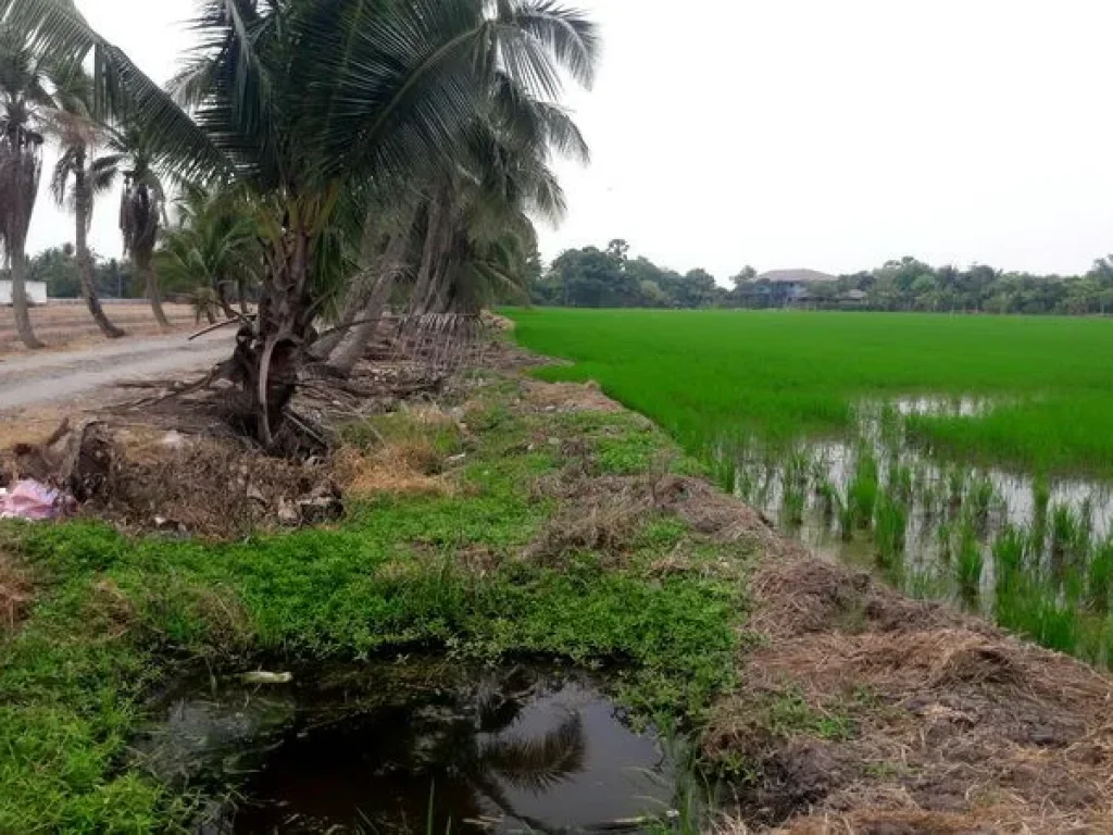 ขายที่ดิน ซอยวัดลำต้อยติ่ง ถนนสุวินทวงศ์ หนองจอก