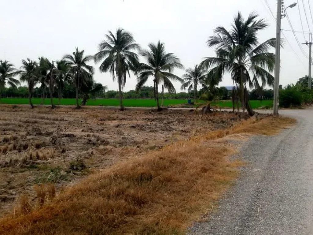 ขายที่ดิน ซอยวัดลำต้อยติ่ง ถนนสุวินทวงศ์ หนองจอก