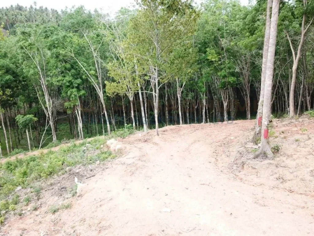 ที่ดิน บ้านเจ๊กแบ้ เกาะช้าง ตราด Land on Ban Chek Bae Koh