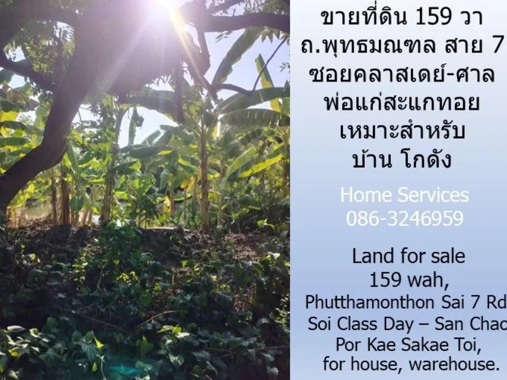 ขายที่ดิน 159 วา ถพุทธมณฑล สาย 7 ซอยคลาสเดย์-ศาลพ่อแก่สะแกท