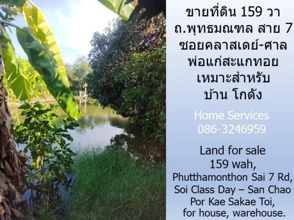 ขายที่ดิน 159 วา ถพุทธมณฑล สาย 7 ซอยคลาสเดย์-ศาลพ่อแก่สะแกท