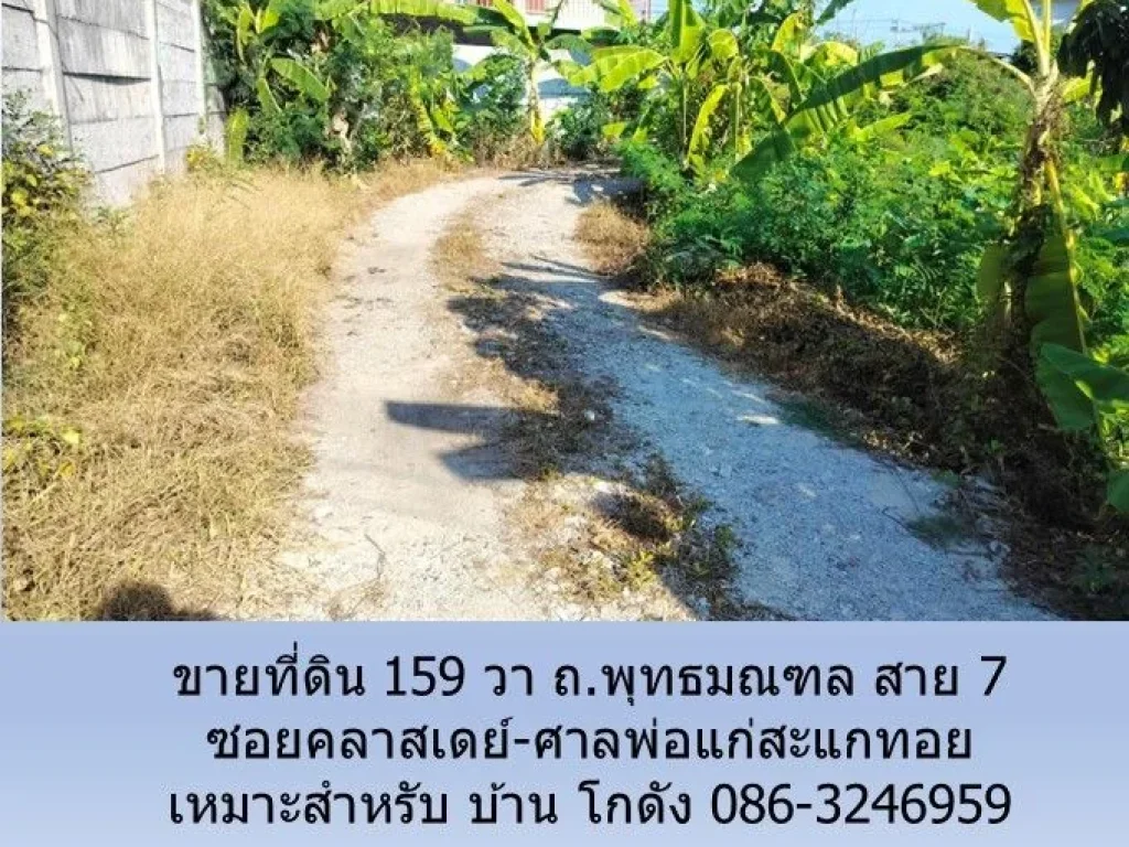 ขายที่ดิน 159 วา ถพุทธมณฑล สาย 7 ซอยคลาสเดย์-ศาลพ่อแก่สะแกท