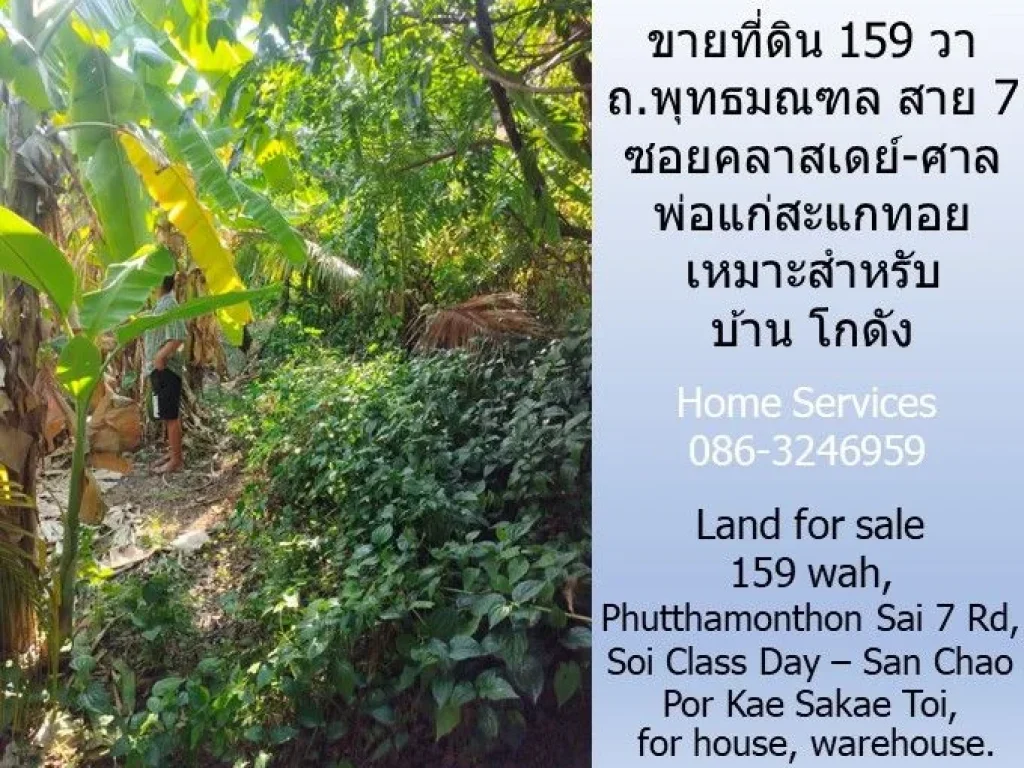 ขายที่ดิน 159 วา ถพุทธมณฑล สาย 7 ซอยคลาสเดย์-ศาลพ่อแก่สะแกท