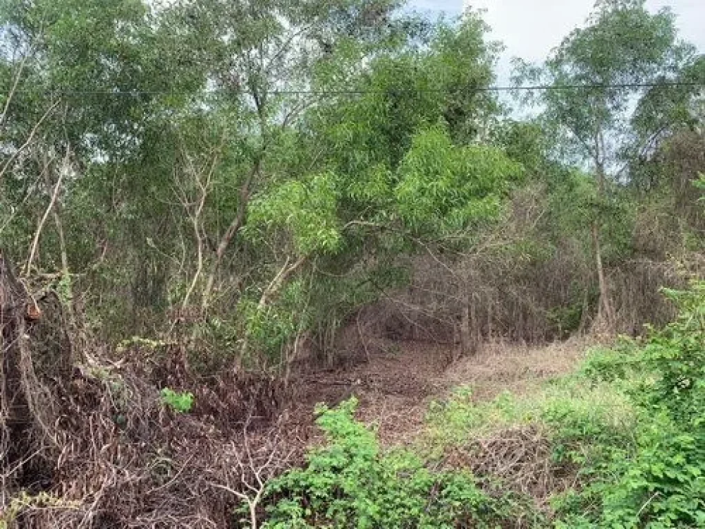 ขายที่ดินเปล่า100 ตรว ตรังสิตใต้ อธัญบุรี จปทุมธานี