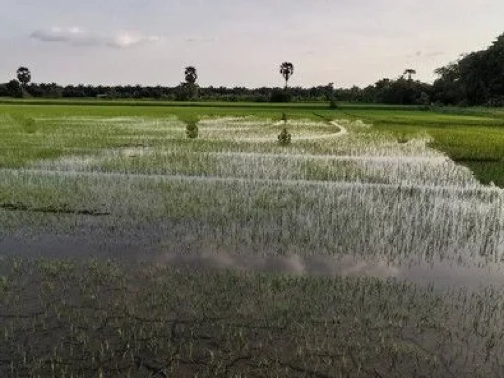 ขาย ที่ดิน หนองเสือ 511 ไร่ 2 งาน 28 ตรวา เหมาะทำ