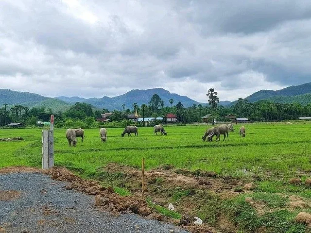 ที่ดินแม่ออนใต้วิวดอย360องศา บรรยากาศดี ไม่ไกลจากถนน1317