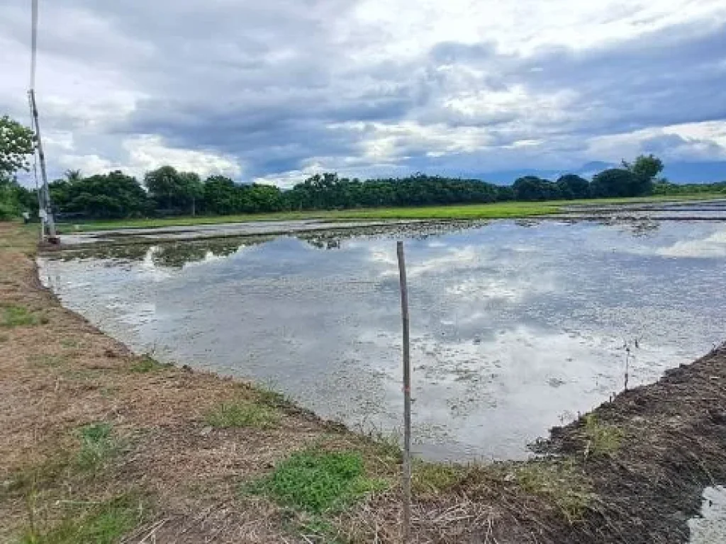 ขายที่นาดินดีน้ำดีไฟฟ้าพร้อม บ้านเหล่าดู่ ตหนองยวง