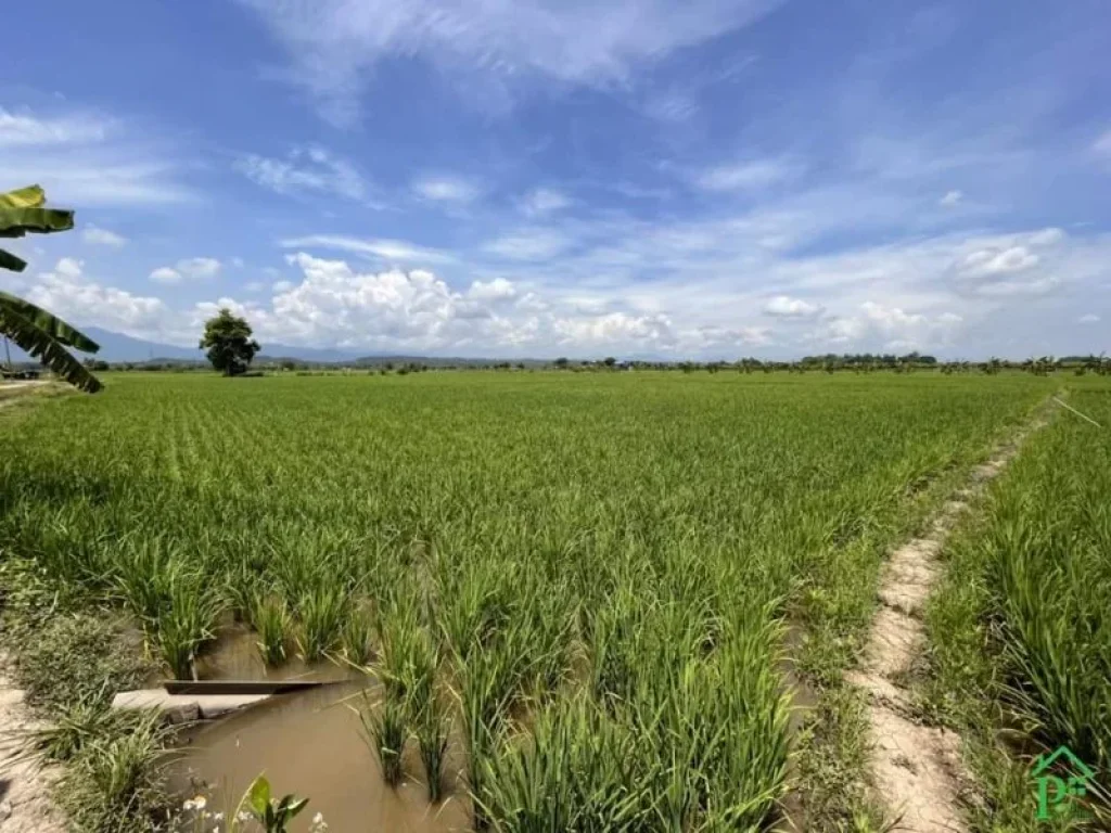 ขายที่นาวิวสวยสันโป่งแม่ริมวิวท้องนาโฉนดพร้อมโอน