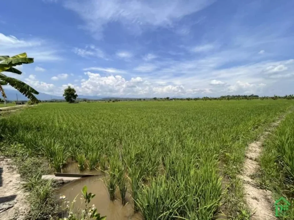 ขายที่นาวิวสวยสันโป่งแม่ริมวิวท้องนาโฉนดพร้อมโอน