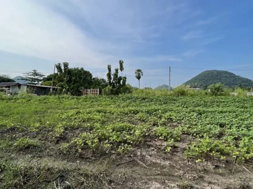 ที่ดินแบ่งขาย โคกตูม อเมือง ลพบุรี โฉนด 130 ตรว 5 แสนบาท