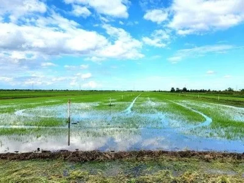 ขายที่ดินติดถนน คลอง 12 ลำลูกกา-ธัญบุรี 62 ไร่ ใกล้โครงการ