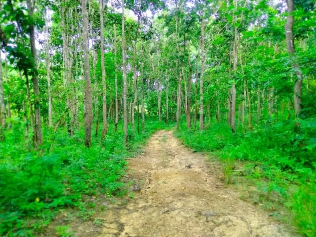 ที่ดินวิวดอยสวยๆท่ามกลาง ธรรมชาติ บรรยากาศร่มรื่น