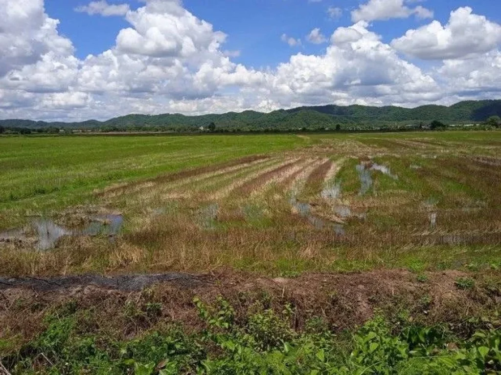 ขายที่ดิน อำเภอเชียงแสนจังหวัดเชียงราย ที่นา น้ำอุดมสมบูรณ์