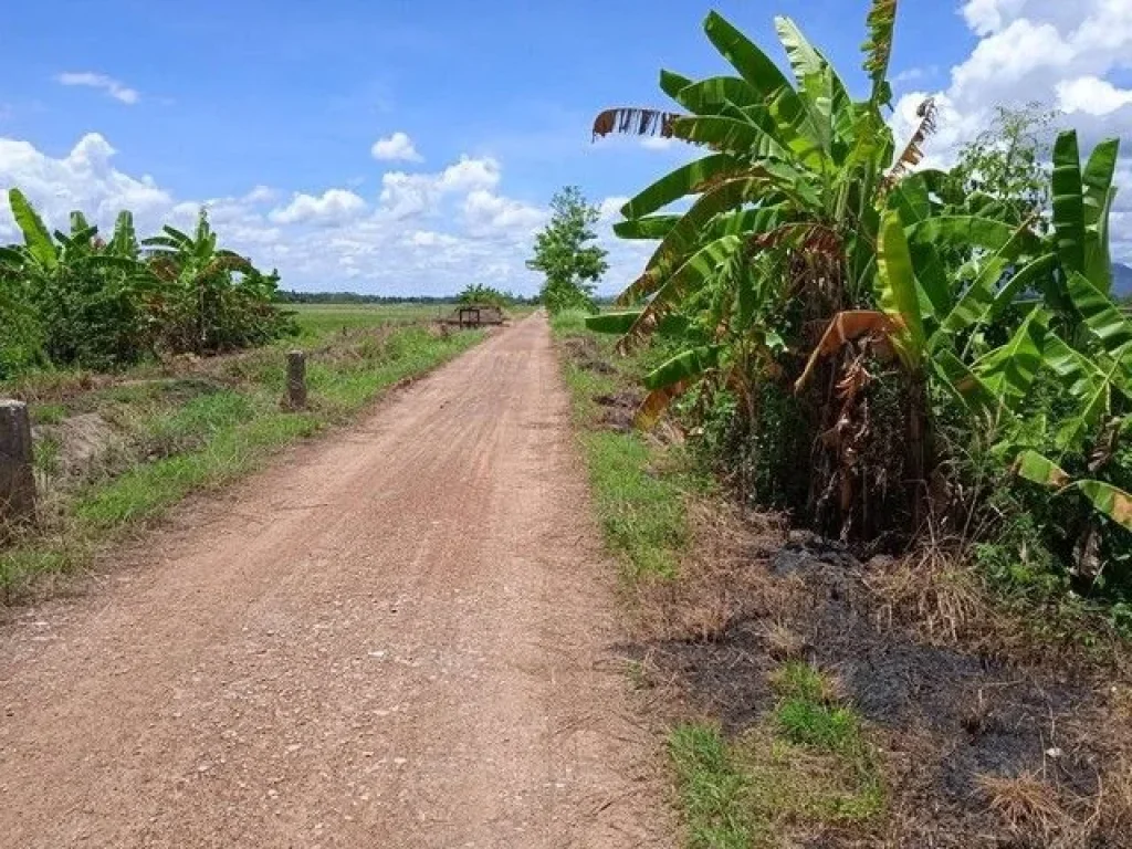 ขายที่ดิน อำเภอเชียงแสนจังหวัดเชียงราย ที่นา น้ำอุดมสมบูรณ์