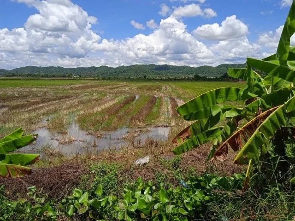 ขายที่ดิน อำเภอเชียงแสนจังหวัดเชียงราย ที่นา น้ำอุดมสมบูรณ์