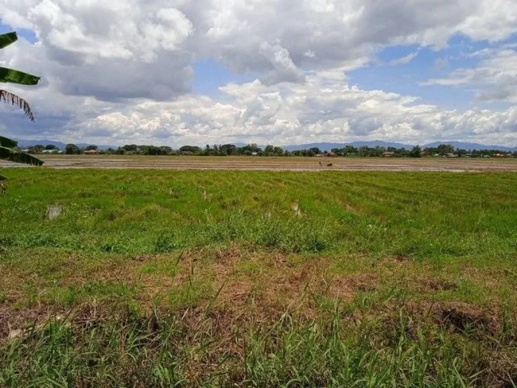 ขายที่ดิน อำเภอเชียงแสนจังหวัดเชียงราย ที่นา น้ำอุดมสมบูรณ์