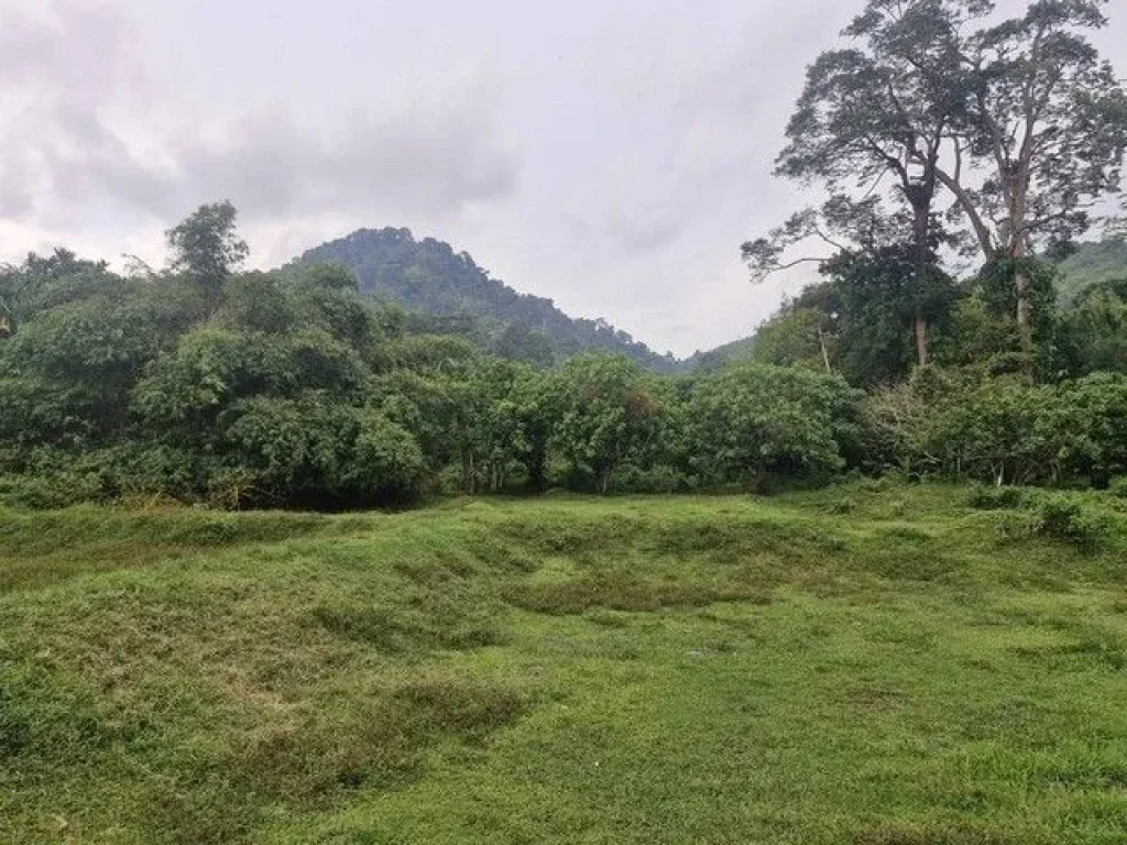 ขายที่ดิน บ้านลิพอน-ควนตาแท่น อำเภอถลาง จังหวัดภูเก็ต