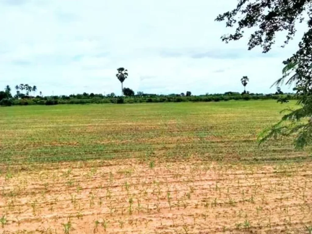 ที่ดินแปลงสวย ติดถนนลาดยาง มีไฟฟ้า อตรอน อุตรดิตถ์