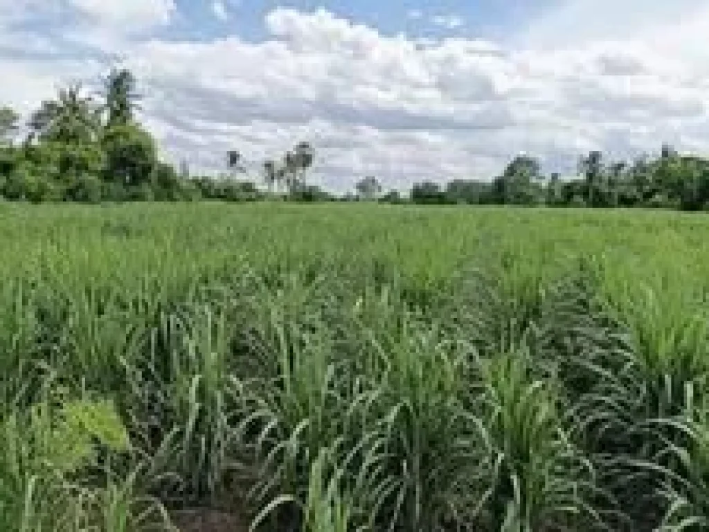 ที่ดิน ตำบลสระกรวด อำเภอศรีเทพ จังหวัดเพชรบูรณ์ พื้นที่ 9 ไร่