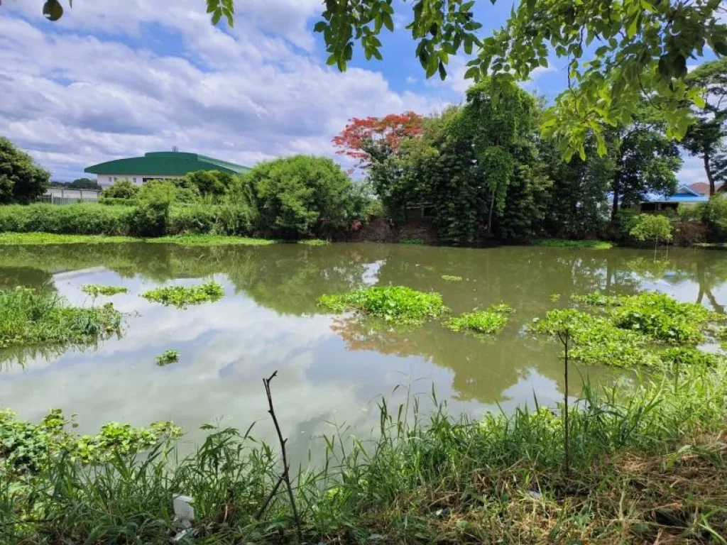 ที่ดินติดถนนเลียบคลองนราภิรมย์ อบางใหญ่ จนนทบุรี